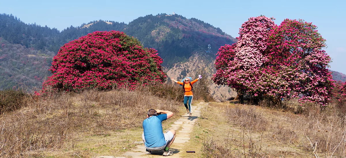 rhododendrons on the Poon Hill Trek.