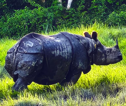 Rhino at Chitwan Tour
