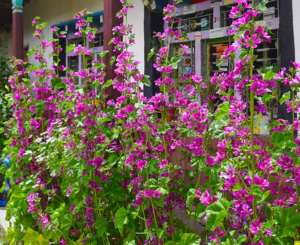 Blooming flowers during Monsoon in Upper Mustang Trek