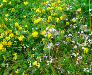 Blooming flowers, from Upper Mustang Trek