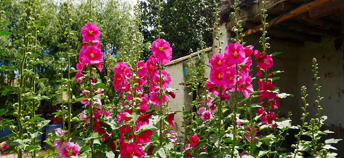Blooming Flowers during the monsoon trek to Upper Mustang