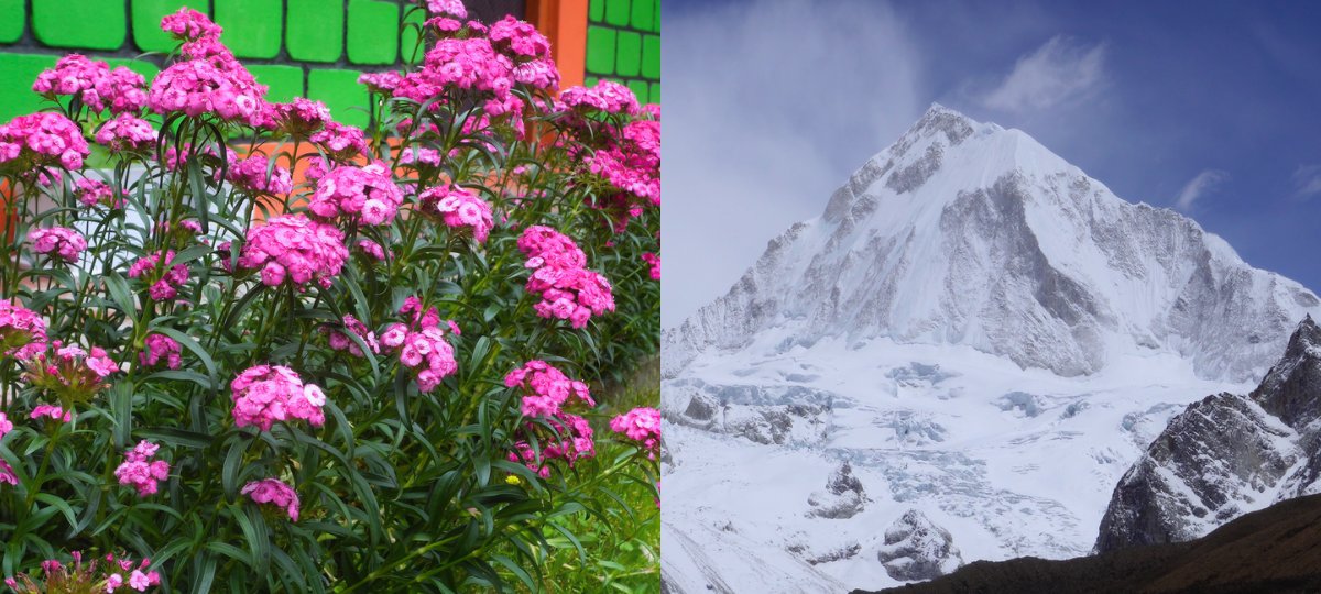 Blooming flowers and mountain views in the Nar Phu Valley as seen in different seasons.
