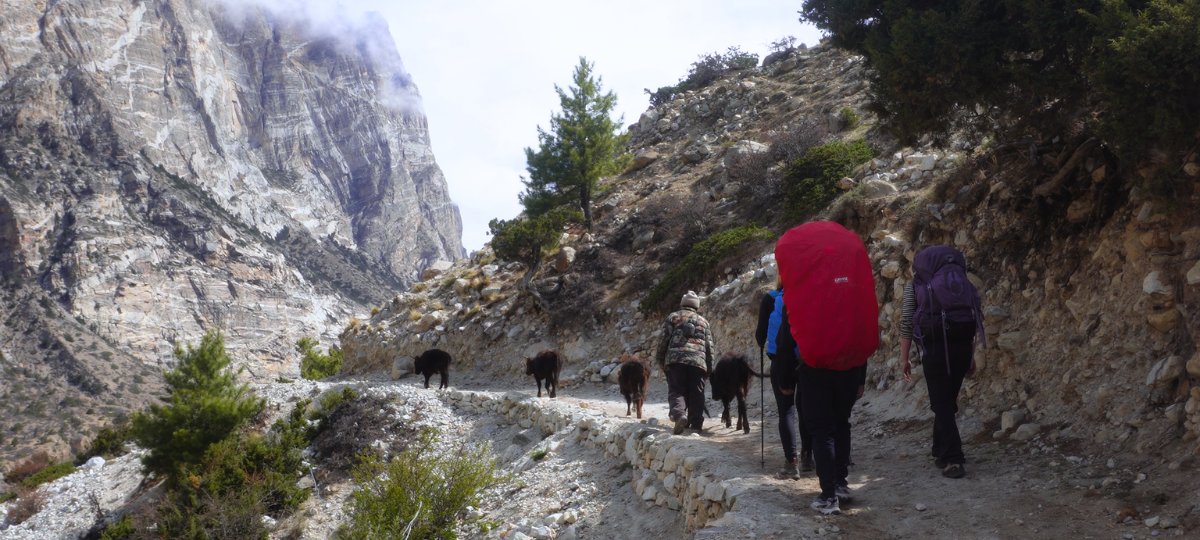 Local taking cows to the meadow along with trekkers in the Nar Phu Valley Trek